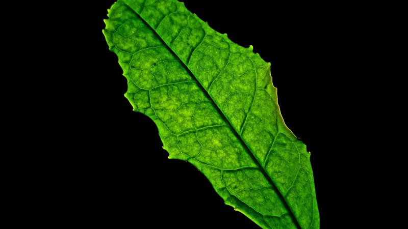 Camellia Sinensis Tea Photography